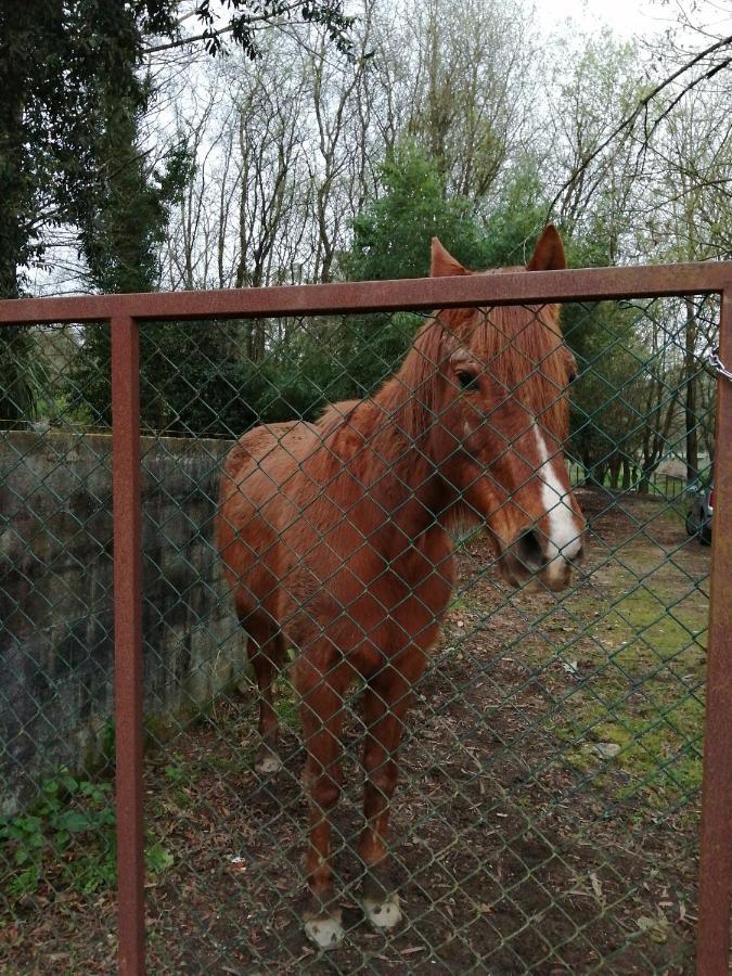 Casa Do Moinho Rural Campo E Praia , 9 Pessoas, Animais Benvindos Espinho  Eksteriør bilde