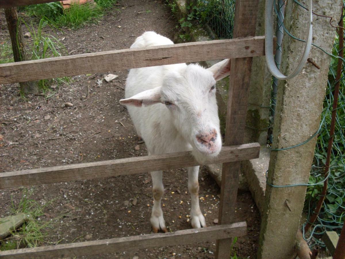 Casa Do Moinho Rural Campo E Praia , 9 Pessoas, Animais Benvindos Espinho  Eksteriør bilde